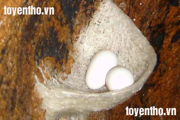 thành phần của tổ yến thô