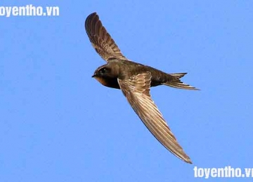 Thông tin về loài chim yến