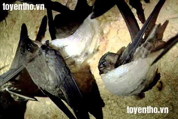 chim yến làm tổ