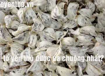 Tổ yến thô là sản phẩm được ưa chuộng nhất 2022?