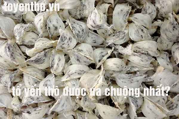 tổ yến thô 2022 tổ yến thô 2022