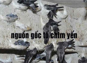 Tìm hiểu nguồn gốc thành phần dưỡng chất của tổ chim yến