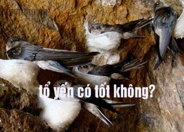 Tổ yến có tốt cho bà bầu không và cách chế biến