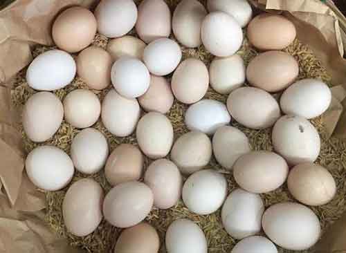 dinh dưỡng của tổ yến so với trứng gà dinh dưỡng của tổ yến so với trứng gà