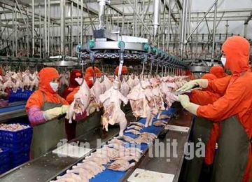 Tuyển gấp 12 nam nữ đi Đài Loan chế biến thịt gà