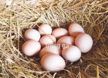 Trứng gà có cho đem lên máy bay không?