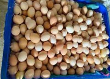 Thắc mắc: Trứng gà so ấp có nở được không?