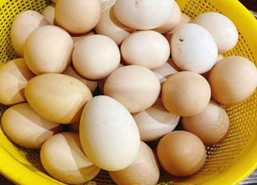 Trứng gà ăn với rau lang được không?
