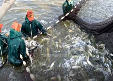 Tuyển 02 nam lao động chăn nuôi cá tại Đài Loan