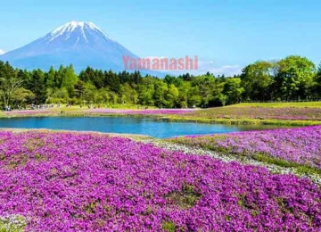 Yamanashi là tỉnh số mấy? Thuộc vùng nào Nhật Bản?
