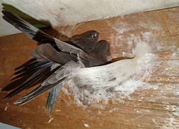 Tổ yến tiếng anh được gọi là gì?