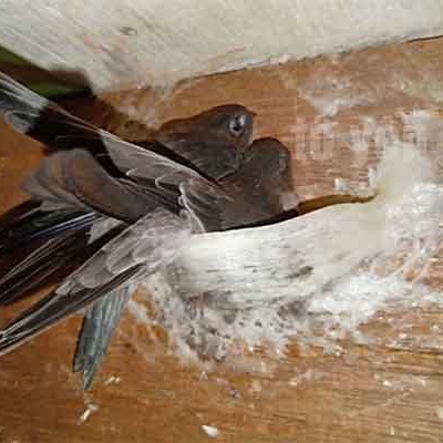 Tổ yến tiếng anh