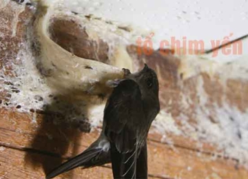 Tổ yến có tác dụng gì? Cách dùng đúng để đạt hiệu quả tốt nhất